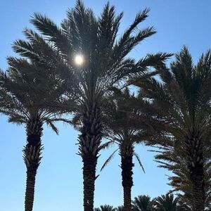 Meet your Posher, Joy